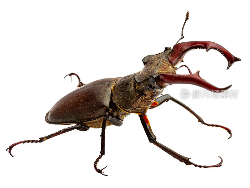 大鹿角甲虫(Lucanus cervus)被隔离在白色背景的近距离微距上。